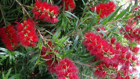 Gariwerd Motel - Northern Rivers Accommodation 22