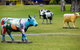 Quest Shepparton - thumb 12