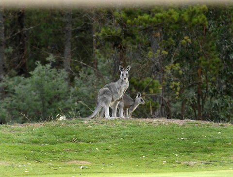 RACV Goldfields Resort - Northern Rivers Accommodation 20