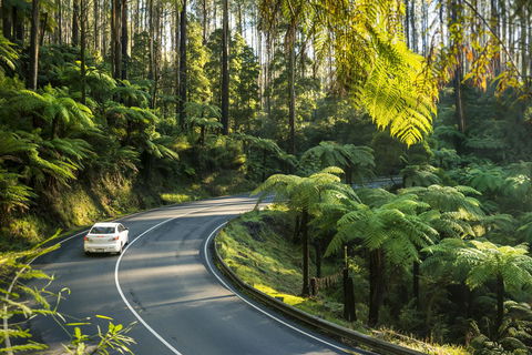 Lithgow Falls Marysville - Northern Rivers Accommodation 15