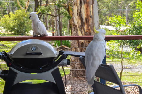 Blue Ridge Retreat - Northern Rivers Accommodation 3