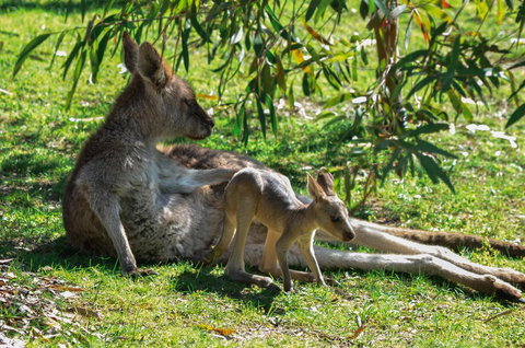 Blue Ridge Retreat - Northern Rivers Accommodation 9
