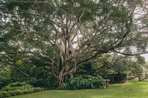 The Eumundi Dairy - Northern Rivers Accommodation 2