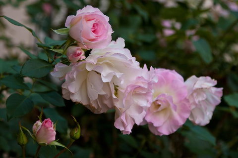 The Noble Grape Guesthouse - Northern Rivers Accommodation 1