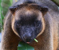 Book Ravenshoe Accommodation Vacations Northern Rivers Accommodation Northern Rivers Accommodation