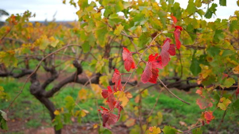 Triple Creek Guest House - Barossa Region - Northern Rivers Accommodation 3