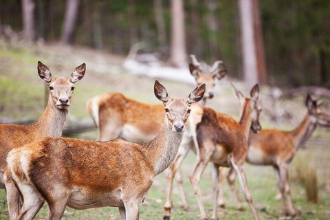 Villa Cervi Property - Northern Rivers Accommodation 0