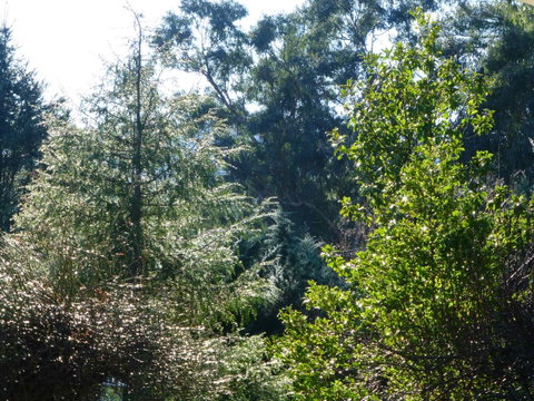 Alpine Aspects - Northern Rivers Accommodation 8