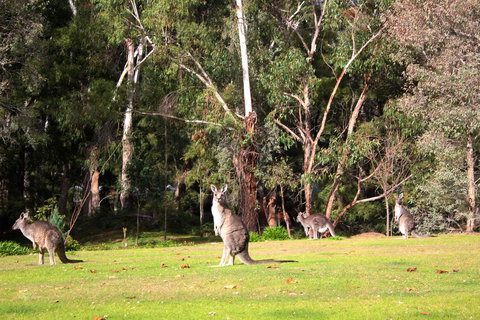 Marwood Villas - Northern Rivers Accommodation 28