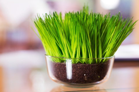 Marwood Villas - Northern Rivers Accommodation 17