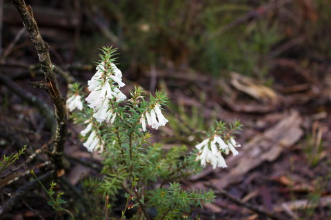 Marwood Villas - Northern Rivers Accommodation 37
