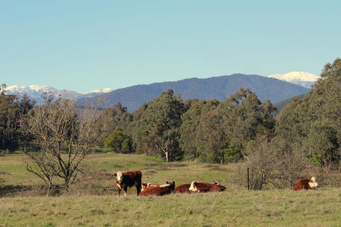 3 Bells Alpine Cottage - Northern Rivers Accommodation 21