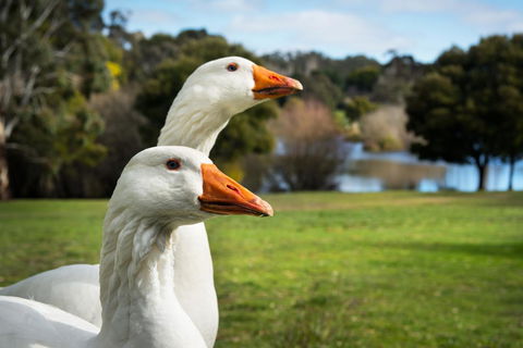 Lake Como Villa - Northern Rivers Accommodation 11