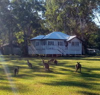 Lake Weyba Noosa Lodge  Kangaroos - Northern Rivers Accommodation