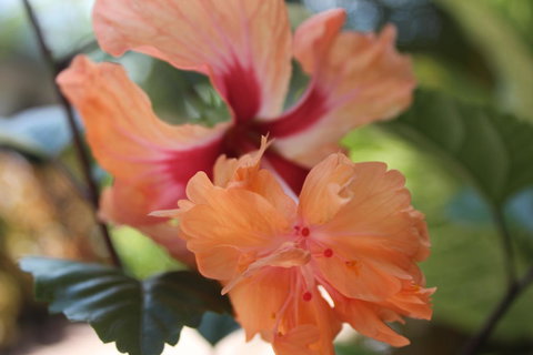 Amaroo On Mandalay, Magnetic Island - Northern Rivers Accommodation 34