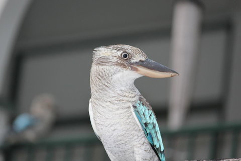 Amaroo On Mandalay, Magnetic Island - Northern Rivers Accommodation 28