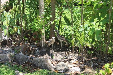 Amaroo On Mandalay, Magnetic Island - Northern Rivers Accommodation 40