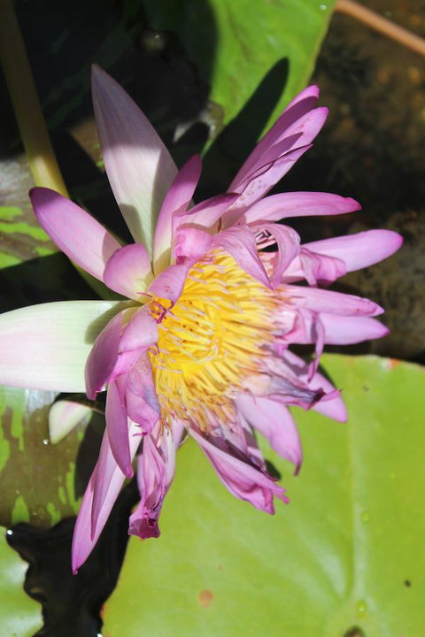 Amaroo On Mandalay, Magnetic Island - Northern Rivers Accommodation 41