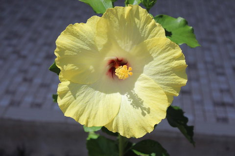 Amaroo On Mandalay, Magnetic Island - Northern Rivers Accommodation 43