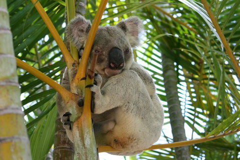 Amaroo On Mandalay, Magnetic Island - Northern Rivers Accommodation 44