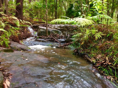 Noosa Hinterland Retreat - Northern Rivers Accommodation 12