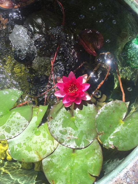 Bed & Breakfast 1 Bedroom Guest House - Northern Rivers Accommodation 42