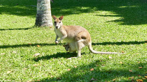 Argosy On The Beach - Northern Rivers Accommodation 14