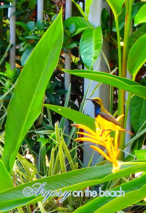 Argosy On The Beach - Northern Rivers Accommodation 17