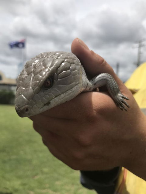 Nanango Star Motel - Northern Rivers Accommodation 16