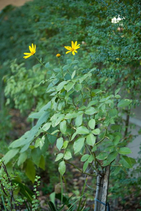 Waverley Bed & Breakfast - Northern Rivers Accommodation 3