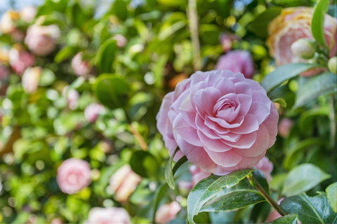 Wentworth Rose - Northern Rivers Accommodation 0