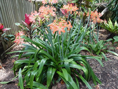 Winston Cottage - Northern Rivers Accommodation 2