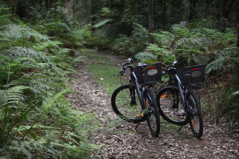 Woodlands Rainforest Retreat - Northern Rivers Accommodation 2