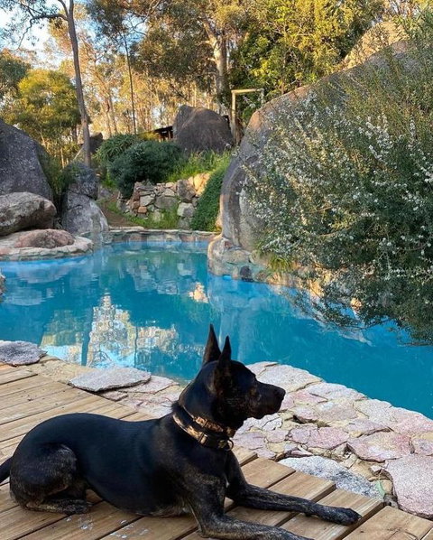 A Paradise For Dogs And A Magical Retreat For Hoomans - Northern Rivers Accommodation 4