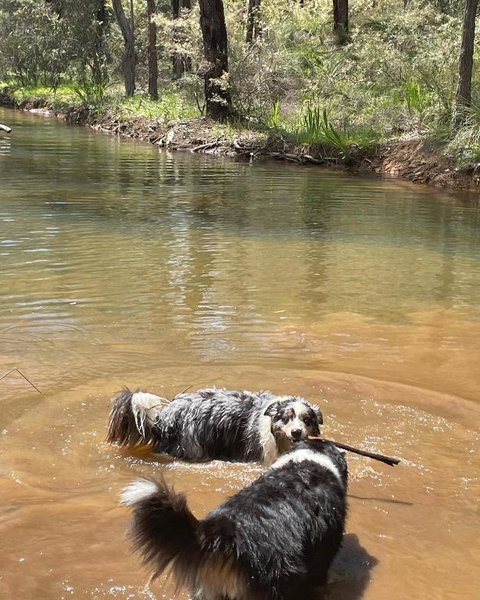 A Paradise For Dogs And A Magical Retreat For Hoomans - Northern Rivers Accommodation 2