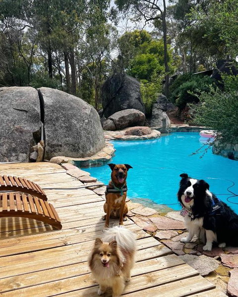 A Paradise For Dogs And A Magical Retreat For Hoomans - Northern Rivers Accommodation 1