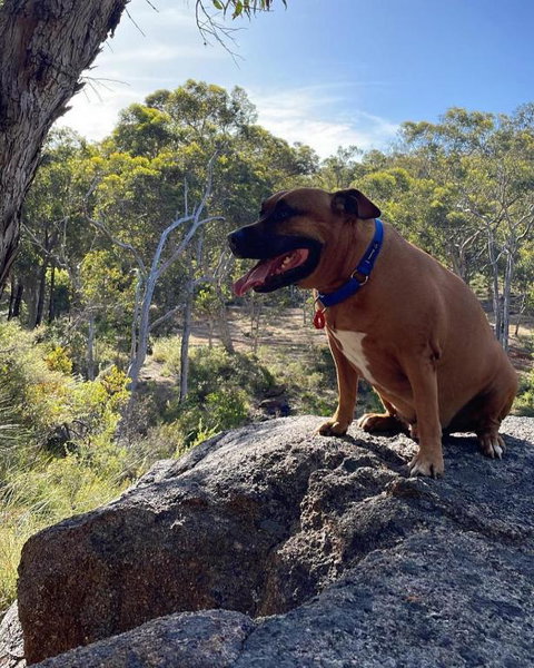 A Paradise For Dogs And A Magical Retreat For Hoomans - Northern Rivers Accommodation 3