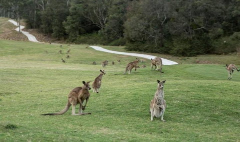 Anglesea River Apartment 23 - Northern Rivers Accommodation 4