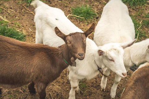 Altitude - A Tiny House Experience In A Goat Farm By Tiny Away - Northern Rivers Accommodation 2