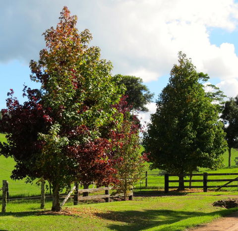 Maleny Springs Farm - Northern Rivers Accommodation 26