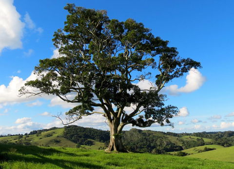 Maleny Springs Farm - Northern Rivers Accommodation 32