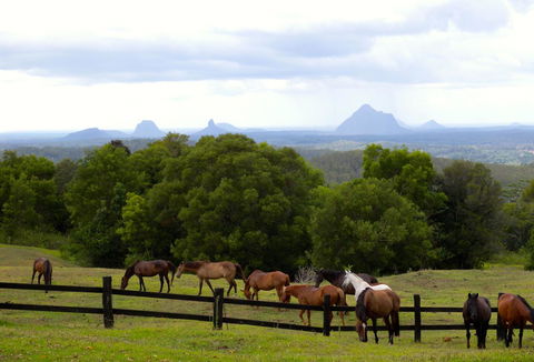 Maleny Springs Farm - Northern Rivers Accommodation 39