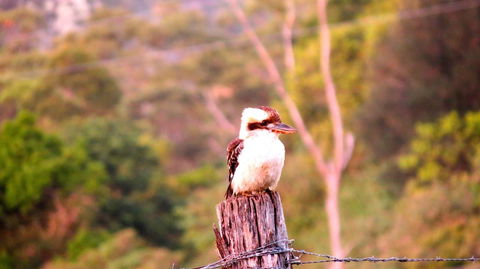 Maleny Springs Farm - Northern Rivers Accommodation 25