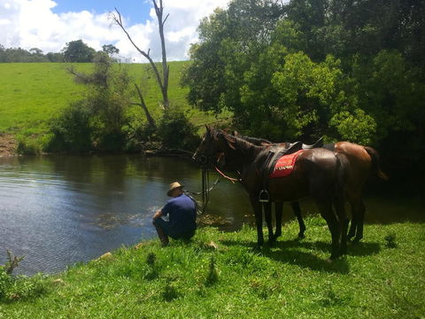Maleny Springs Farm - Northern Rivers Accommodation 36