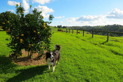 Maleny Springs Farm - Northern Rivers Accommodation 31