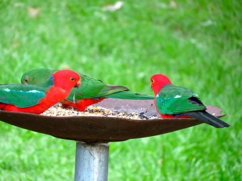 Maleny Springs Farm - Northern Rivers Accommodation 35