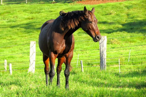 Maleny Springs Farm - Northern Rivers Accommodation 27