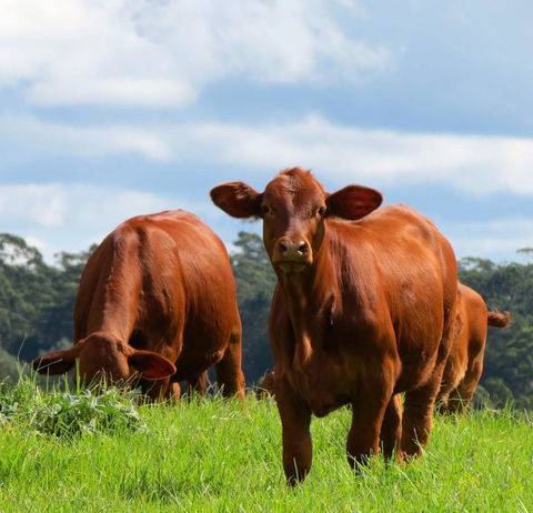 Maleny Springs Farm - Northern Rivers Accommodation 24