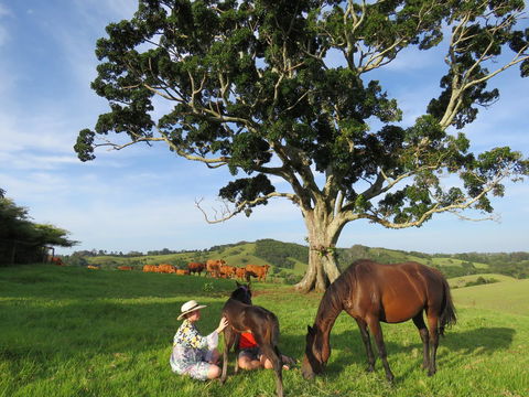 Maleny Springs Farm - Northern Rivers Accommodation 5