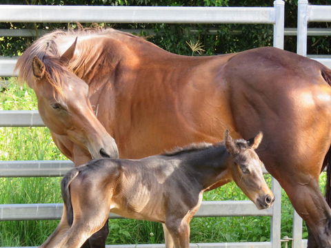 Maleny Springs Farm - Northern Rivers Accommodation 18